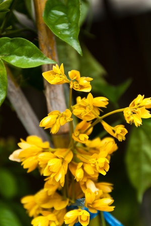 flower color is very beautifulの写真素材