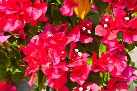flower color is very beautifulの写真素材