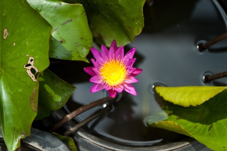 lotus has a very beautiful colorの写真素材