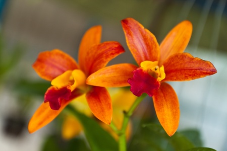 Beautiful purple orchid of thailandの写真素材