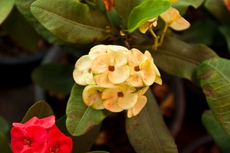 flower color is very beautifulの写真素材