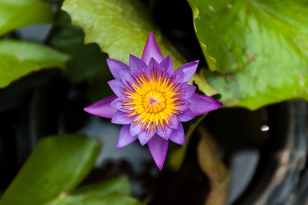 lotus has a very beautiful colorの写真素材