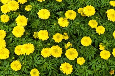 flower color is very beautifulの写真素材