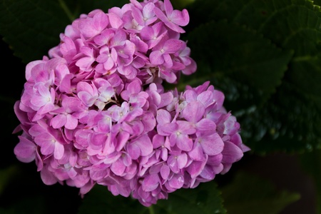 flower color is very beautifulの写真素材