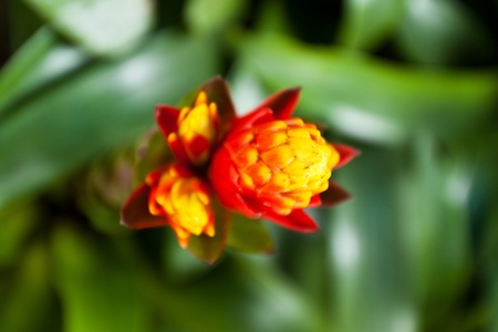 flower color is very beautifulの写真素材