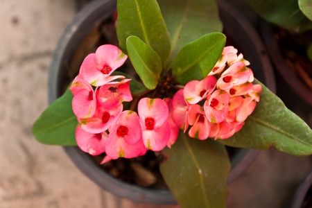 flower color is very beautifulの写真素材