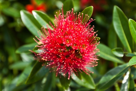 flower color is very beautifulの写真素材