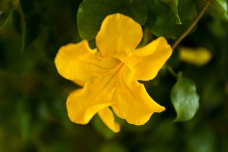 flower color is very beautifulの写真素材