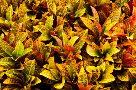 the leaf color is very beautifulの写真素材