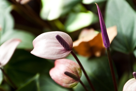 flower color is very beautifulの写真素材