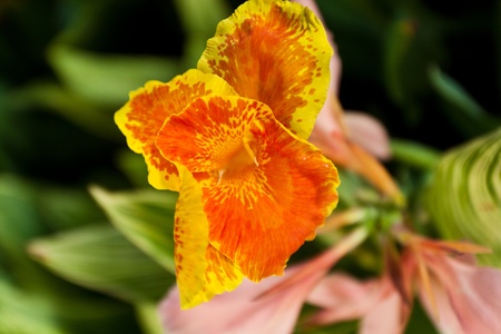flower color is very beautifulの写真素材