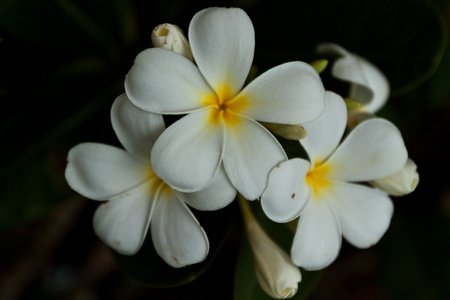 flower color is very beautifulの写真素材