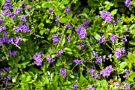 flower color is very beautifulの写真素材