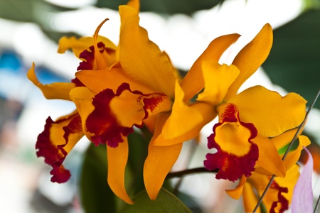 beautiful purple orchid of thailandの写真素材