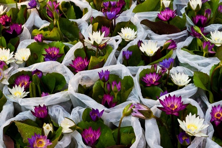 lotus has a very beautiful colorの写真素材