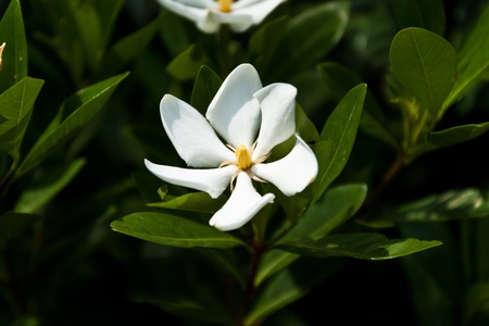 flower color is very beautifulの写真素材