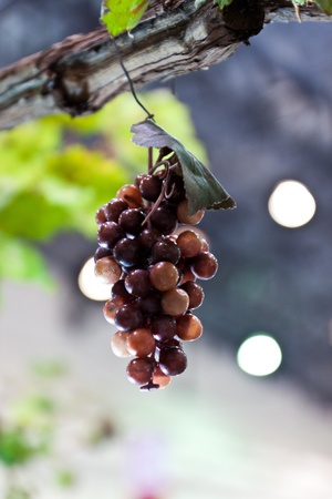 fruit color is very beautiful.の写真素材