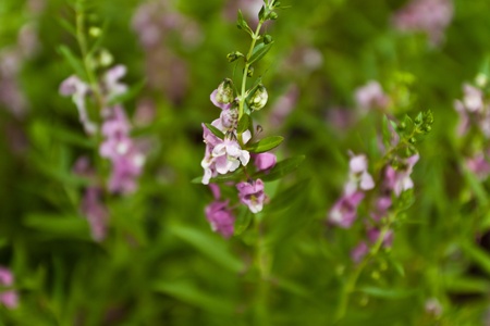flower color is very beautifulの写真素材
