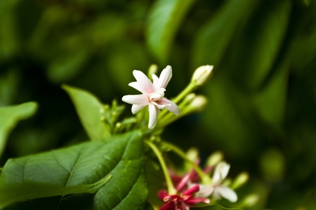 flower color is very beautifulの写真素材