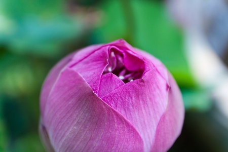 lotus has a very beautiful colorの写真素材