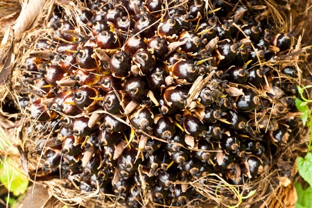 palm Oil Fruits