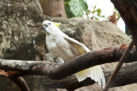 colorful parrot