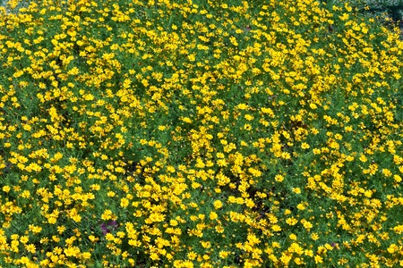 the beautiful flowersの写真素材