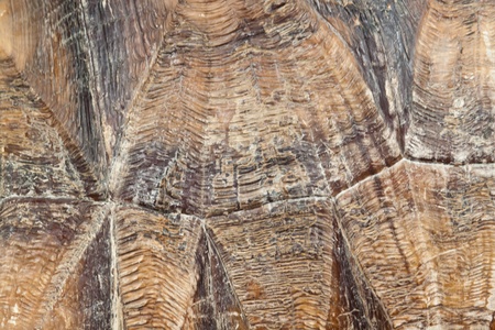close-up of  Tortoise shell