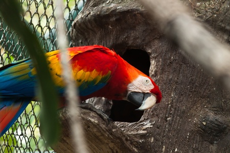colorful parrot