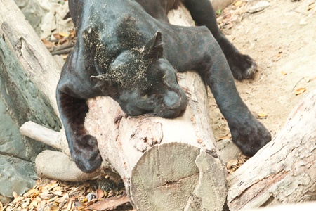 black pantherの写真素材