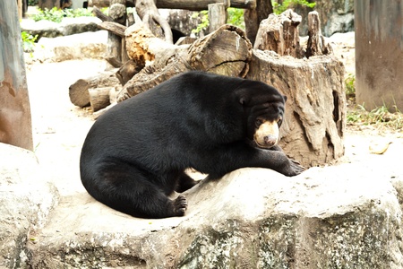 bearの写真素材