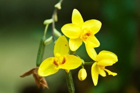 beautiful purple orchidの写真素材