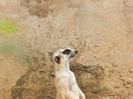 meerkatの写真素材