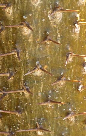 a crown of thornsの写真素材