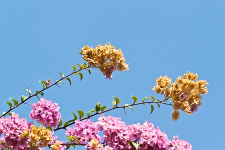 the beautiful flowersの写真素材