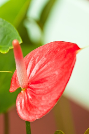 beautiful flowersの写真素材