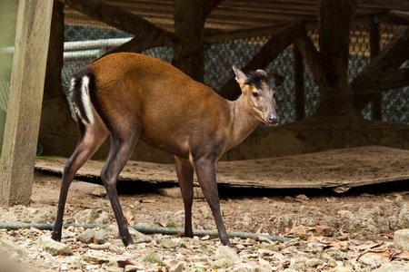 deerの写真素材