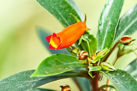 the beautiful flowersの写真素材