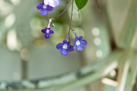 the beautiful flowersの写真素材