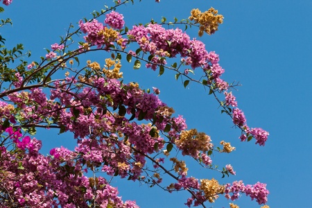 the beautiful flowers