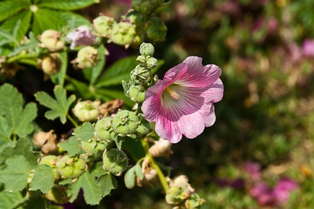 the beautiful flowersの写真素材