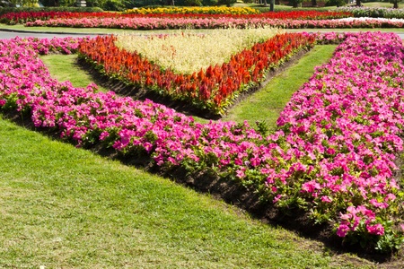 the beautiful flowersのeditorial素材