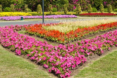 the beautiful flowersのeditorial素材