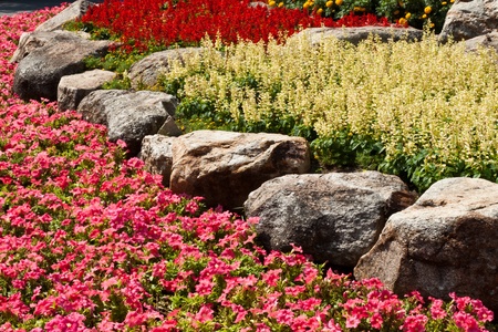 the beautiful flowersの写真素材