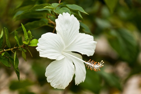 beautiful flowersの写真素材