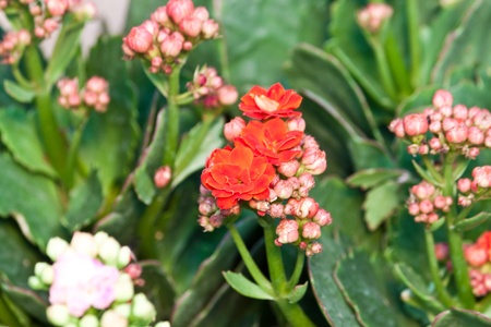 the beautiful flowersの写真素材