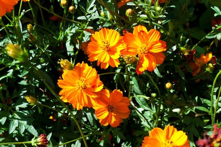 beautiful spring flowersの写真素材