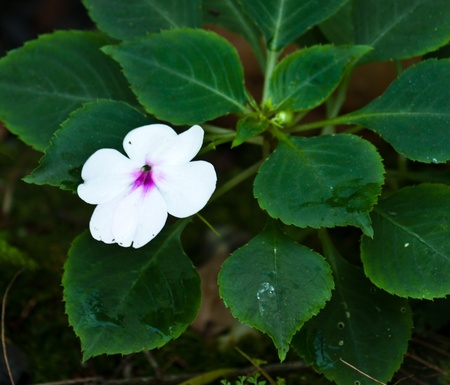 the beautiful flowers