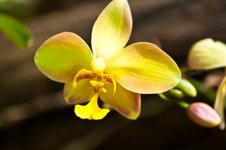beautiful purple orchidの写真素材