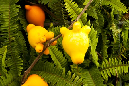 fresh vegetablesの写真素材